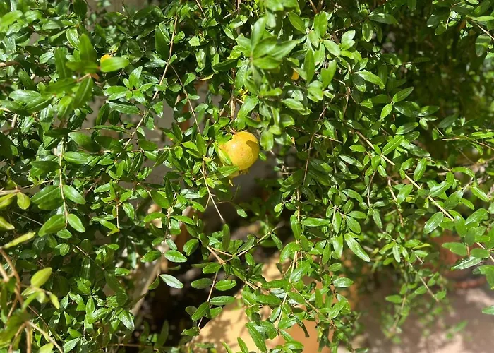 Il Riccio